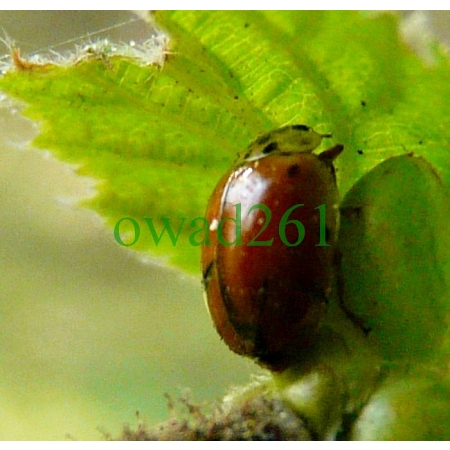 Adalia decempunctata (Linnaeus, 1758) Biedronka dziesięciokropka